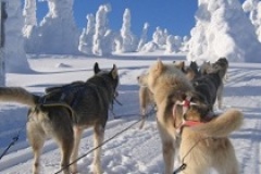 cute sled-dogs in the snow