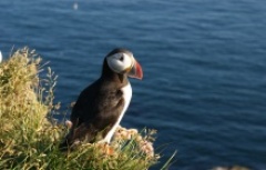 cute Icelandic puffin with sea views
