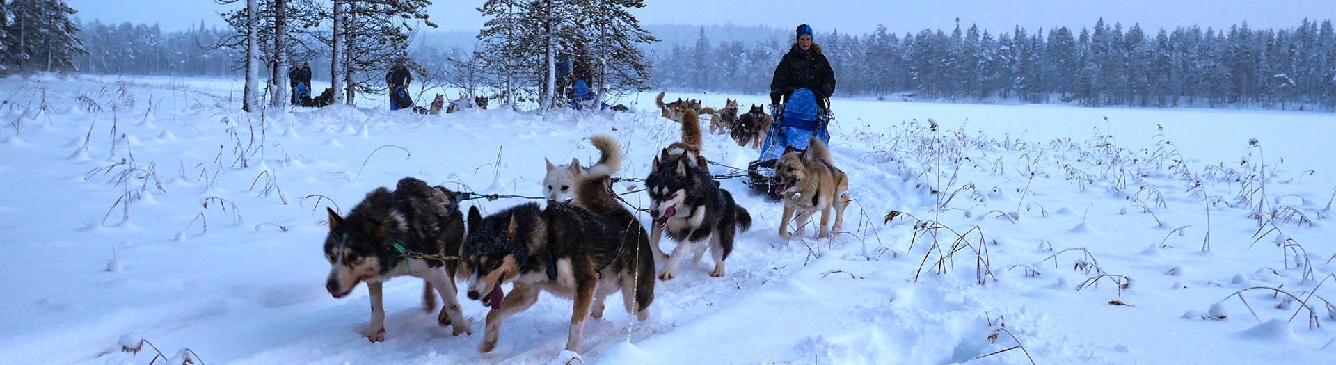 Finnish dogsledding adventure