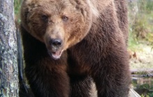 Observation de l'ours brun