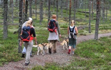Dog walking in Lavajärvi