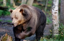 Journée libre et Observation d’ours (option)