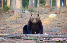 Optional bear- watching