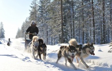 Raid chien de traineau (1 personne par attelage)