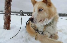 Cani rando dans le parc de Hossa