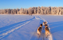 Conduite d'attelage de chiens de traîneau (2 personnes par attelage)