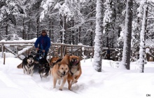 Conduite d'attelage de chiens de traîneau (2 personnes par attelage)