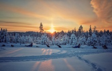 Dog sledding safari