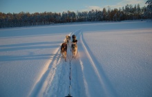 Chien de traineau