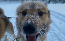 Cani-rando dans le parc d'Hossa