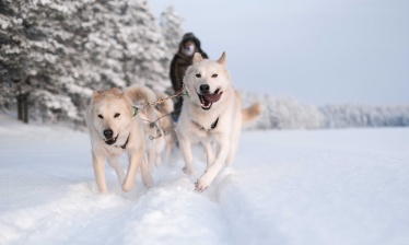 Finnish dogsledding adventure