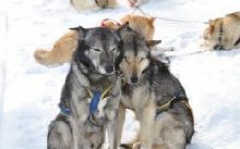 cute sled dogs in Hossa